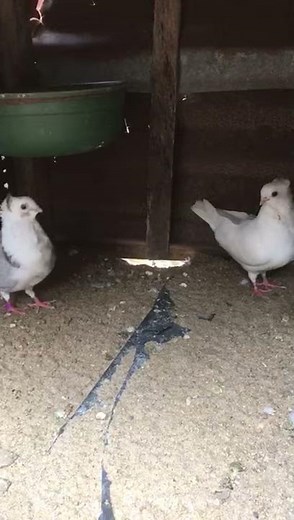 Old German Owl pigeon Cross Breed
