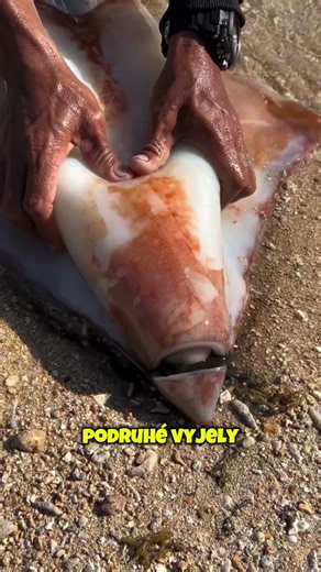 Viděli jste to někdy? 😳