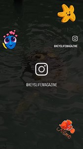 The Turtle Hospital in Marathon opened its doors in 1986 with four main goals: 1) Rehab injured sea turtles and release them back to their natural habitat. 2) Educate the public by visiting local schools and attending outreach programs. 3) Conducting and assisting with research aiding sea turtles (in collaboration with state universities). 4) Working toward environmental legislation making the beaches and water safe for sea turtles. The Turtle Hospital contains up-to-date equipment needed to per