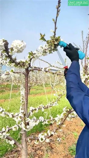 🌸✂️ Cherry Pruning Technique During Flowering