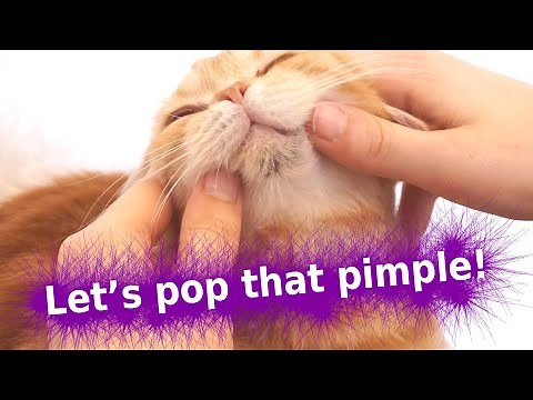 Popping pimples of a cat
