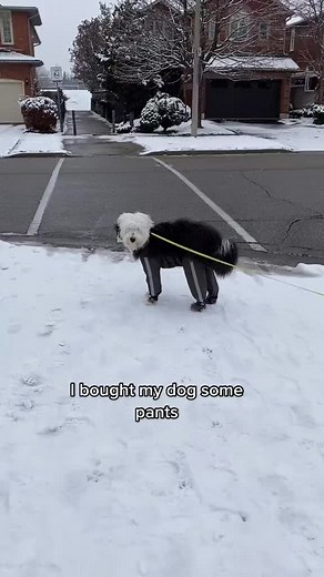 Dog Wearing Pants: A Hilarious Compilation! 🐶