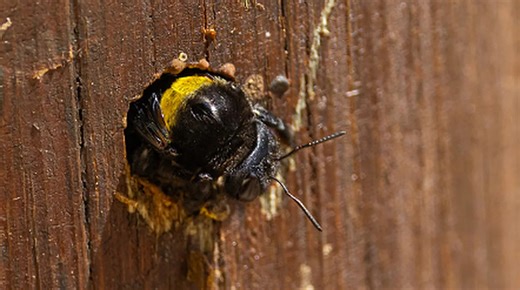 How To Repel Carpenter Bees Using One Natural Fragrance They Can't Stand