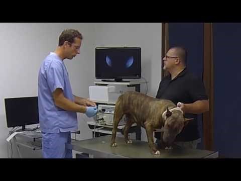 insemination intra utérine chez une chienne sous vidéoscopie