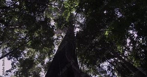Amazon Rainforest Logger takes Chainsaw to Tree Stock Video