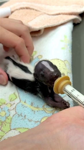 Marshmallow the baby skunk is 26-days-old now and his eyes should be opening at any day now. | Cincinnati Zoo & Botanical Garden