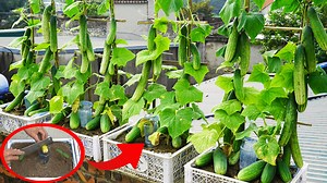 Turn Your Balcony Into A Fresh And Effective Cucumber Garden With Plastic Containers | DIY Balcony Garden