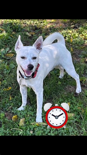 Petey here making sure you turned your clocks back !! This adorable lil squirt is soooo ready for his furever home. #adoptdontshop | Animal Rescue, Inc.