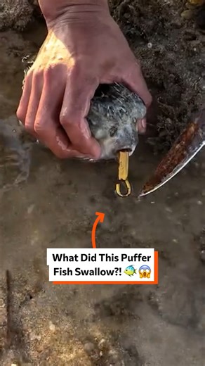 I have no idea what this puffer fish has swallowed 🐡😱 | Twisted