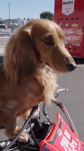 Beta USA on Instagram: "Build a Beta for you. Beta recognizes that not all riders have the same needs. Our BYOB program is designed for riders that want a bike built for them! We have created a custom build program that allows the Beta owner to customize their new ride the way it should be…for them! Go to betabyob.com to get started. #ridebeta #betausa #rideability #betafactorysuspension #mellymonday"