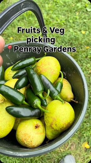 DiscoverNZ with Sherin ഞാൻ കണ്ട കാഴ്ചകൾ on Instagram: "Fruits & Veg Picking at Penray Gardens #fruitpicking #vegpicking #nature #fresh @penray_gardens"
