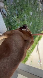 Today, we welcomed a true warrior into our hearts. Meet Gladiator. Gladiator’s story seems to be one of deep pain and survival. He comes to us from an ongoing animal cruelty investigation — his family is suspected of leaving him to suffer alone, neglected and discarded. While the justice system works to hold them accountable, we are focusing on one thing: giving this boy the chance to heal or to at least experience comfort. Gladiator arrived in heartbreaking condition. His body tells a story no 