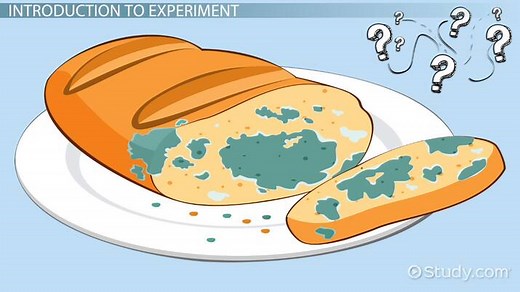 Bread Mold Experiment