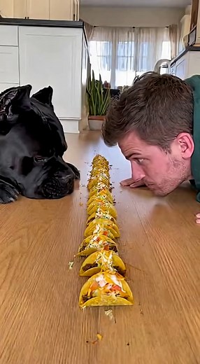 Cat #Dog #Funny #Pets #Comedy #Animals #Cute #Prank #Laugh #Humor #Furry #Playful #Reaction #Meme #Clips #Shorts #PetLife #Silly #Adorable #Friends #Funtime #LOL #PetFails #Chaos #Wholesome #Fun | Ancient African Tales