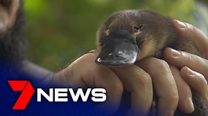 A baby platypus called Jarrah has made a remarkable recovery after being found close to death in the Gold Coast hinterland. Soon after leaving his mother, he was found dehydrated and covered with leeches under a house. But after a few weeks of loving care at a Brisbane wildlife centre, the little platypus is thriving. www.7NEWS.com.au #7NEWS | 7NEWS Brisbane