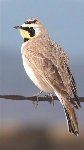 Horned Lark Bird Song Video: Sounds of Nature for Sleep