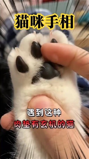 猫咪🐱手相学!肉垫形状决定猫生？ #pets #萌寵 #cute #cat #貓咪日常 #养猫经验分享 #貓咪 #新手养猫 #猫咪肉垫 #猫咪手相