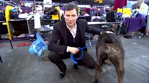 70K views · 2.6K reactions | As 2,700+ dogs compete for "Best in...