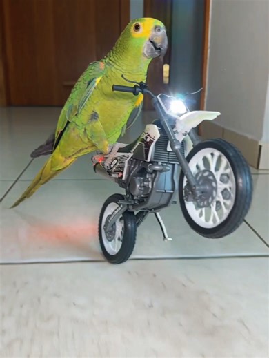Motorcycle Parrot: The Biker Bird Adventure