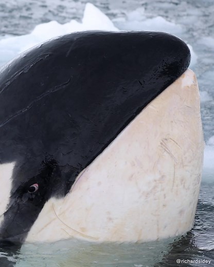 Encounter with Killer Whales in Antarctica