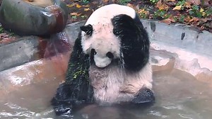 50K views · 4.8K reactions | Pandas’ three steps to take a bath: test the water temperature, rub the body casually and shake the body dry. #HiPanda | iPanda | Facebook