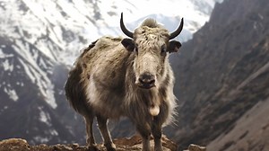 Adaptation - Elementary Science Lesson Plan - Adaptation Definition - Flocabulary