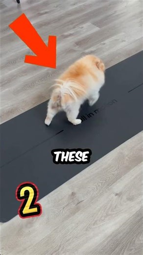 Never Let Your Dog Join The Olympics