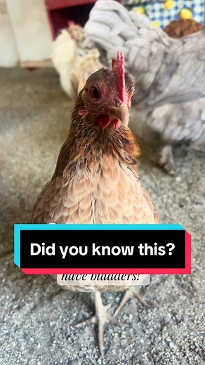 Chickens: Unique Facts About Their Digestive System