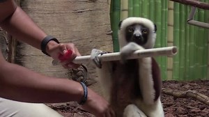 38K views · 636 reactions | How do you get an animal known for liking to “move it, move it” to sit still for a medical or husbandry procedure? Train it, train it! Watch & learn. | The Maryland Zoo in Baltimore | Facebook