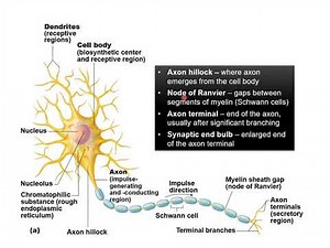Chapter 12C - Nervous System Neuron Characteristics and Types