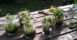 Faire un terrarium : notre astuce pour de belles boutures
