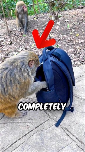 Why Do Monkeys Steal Phones?!