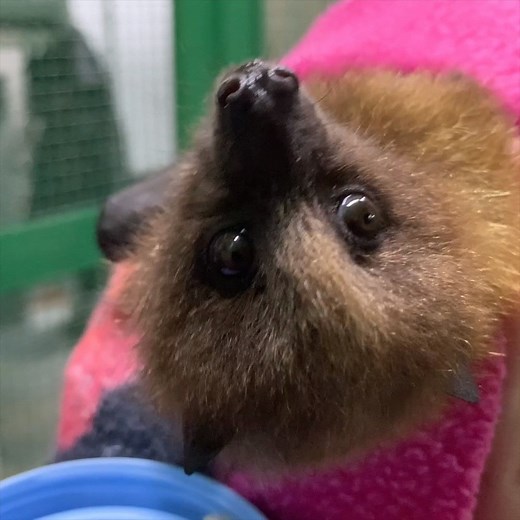 When Rodrigues flying fox pup Roxy was orphaned shortly after birth, care staff stepped in to hand-raise her. She's gaining strength and growing up fast, and will hopefully re-join the colony soon! | Oregon Zoo