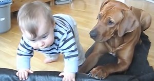 Sweet Dog Sees Baby Trying To Climb Into Her Dog Bed And Gives Him A Hand
