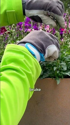 Hvordan tar du vare på blomster i krukker og vanskelige hjørner av hagen