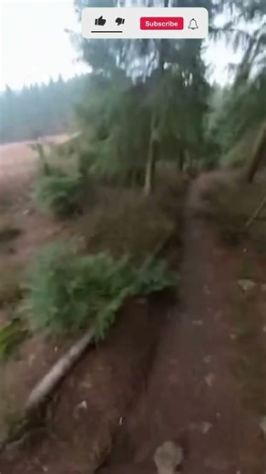 Alaskan Grizzly Bear! #usa #americanwildlife #usadocumentary #wildlifeusa #alaskawildlife