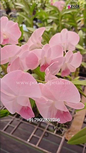 🎋 Dendrobium Matured Plants – Premium Orchid Collection | Pots and Petals