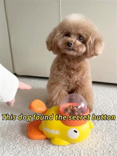 This dog found the secret button #dog #funny #happy #for