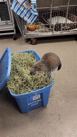 🦆 Preparing for Winter ❄️ As the air turns crisp, wild animals are busy preparing for winter! 🦆 Ducks are migrating south. 🐿️ Squirrels are stashing their last acorns. 🦔 Opossums are fattening up for cold nights. Even Wanda the groundhog is getting ready! She’s been gathering leaves and hay to make a cozy den — because everyone, even our ambassador animals, loves a warm, comfy spot for winter. 💚 At Anderson Humane Wildlife Center, we help late-season babies and recovering patients get ready