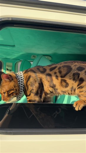 Brabus Baki: Captivating Bengal Cat Adventures