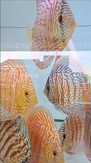 Discus Tiger #discus #discusfish #discusfarm #discusfishtank #breederdiscus #discusaquarium #shorts