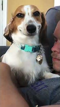 Hilarious Dachshund Moments That Will Make Your Day! 😂🐶 #funnyvideo #entertaininganimals