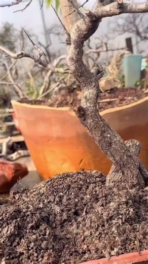 Outdoor Natural Bonsai Excavation Process#shortvideo
