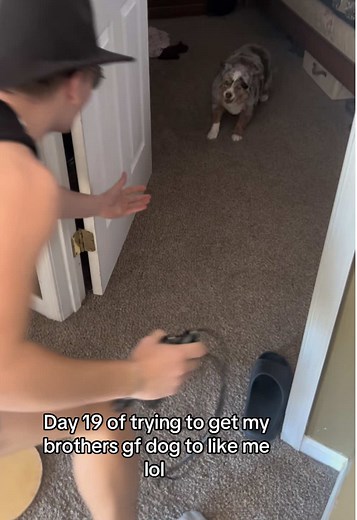 Mini Aussie Dog Training Techniques and Tips