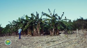 23 reactions · 15 shares | A special message from Minister of Agriculture, Marine Resources and Family Island Affairs, Hon. Clay Sweeting on World Food Day, Saturday October 16th, 2021 | The Bahamas Ministry of Agriculture and Marine Resources | Facebook