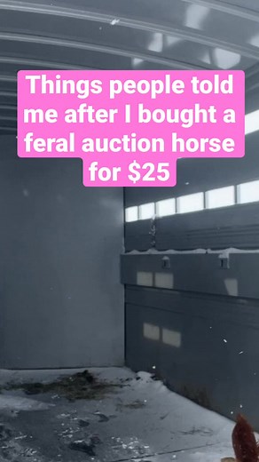 8.3K views · 94 reactions | Love my $25 auction pony ❤️❤️❤️ - #montana #trending #equestrian #love #horse | Clever Cowgirl | Facebook