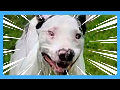 Fetch Me Their Souls (Backyard Chaos)