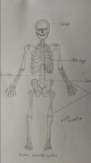 How to Sketch Human Body Skeletal Step by Step☠️#skeleton #bones #study #ssc #art #shorts