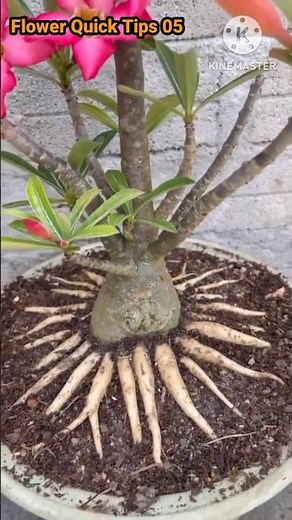 Grafted Adenium Obesum Grafting Technique On Adenium Obesum Plant