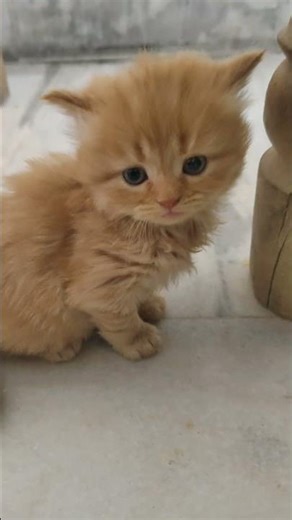 cat video ! cat voice ! cat sound ! cat meowing #shorts​ #short​ #youtubeshorts​ #cat​ #cats​